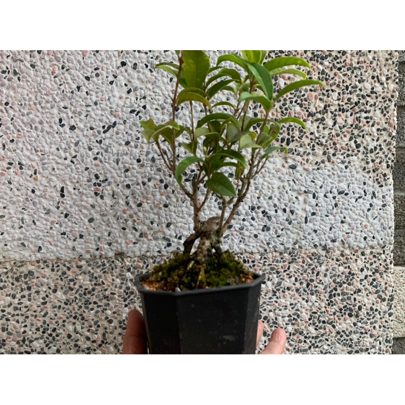 四季桂花🌸小品盆栽露根⋯扦插苗木3.5寸
