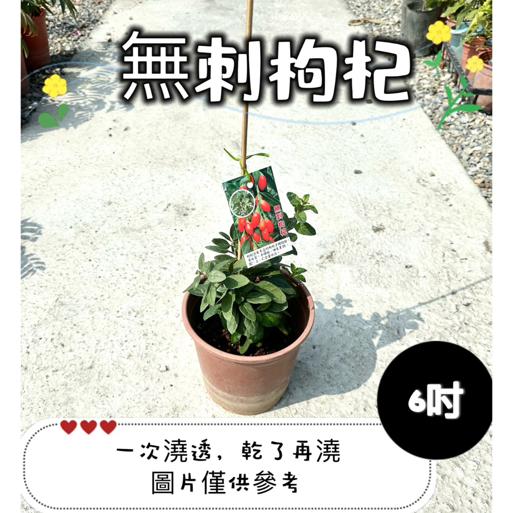 🪴【植入你心❦】無刺枸杞-香草植物-6吋盆-定價180特價160