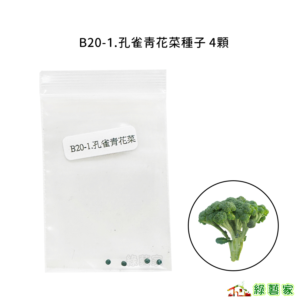 B20-1.孔雀青花菜種子 4顆(有藥劑處理) 花球翠綠，外型美觀，可多階段性採收。 根莖細長、纖維少、甜脆【綠藝家】
