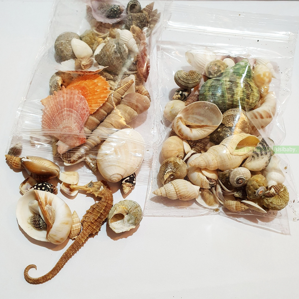 西西手工藝材料 26125 綜合貝殼(約60g 天然貝殼 原色貝殼 大貝殼 寄居蟹的家 海洋風 小貝殼滴膠裝飾 滿額免運