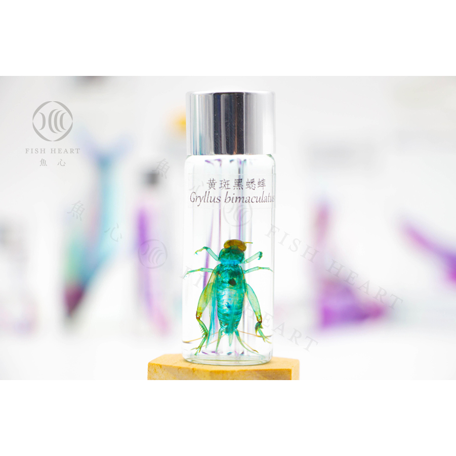 【魚心標本藝術】透明生物標本 - 黃斑黑蟋蟀 Gryllus bimaculatus