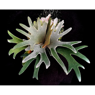 【侏儒爪哇-細菌鹿角蕨】P. willnckii 'Bacteria' sporeling