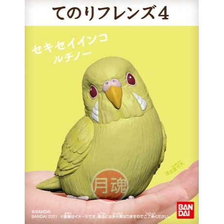 日本 BANDAI 正版盒玩 小鳥 掌上好朋友 4 第四彈 單售 03 黃化虎皮鸚鵡 全新未拆 鸚鵡 鳥