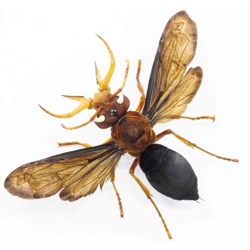 昆蟲標本 獠牙巨角蜂 Synagris cornuta 非洲多哥產 野生品翅膀小損皆為正常 能接受在下單