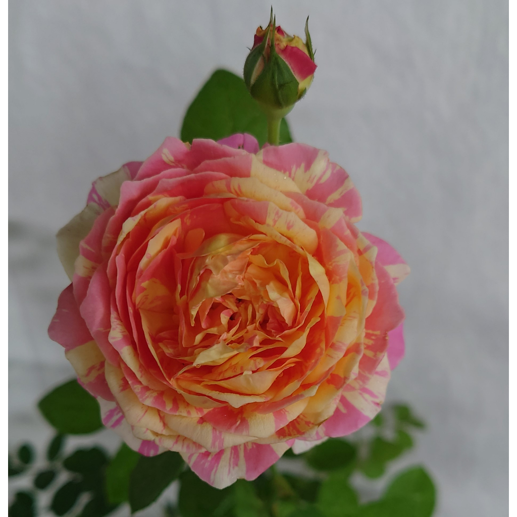 玫森 莫內玫瑰花 玫瑰花苗 3.5吋紅盆 中香 觀花植物