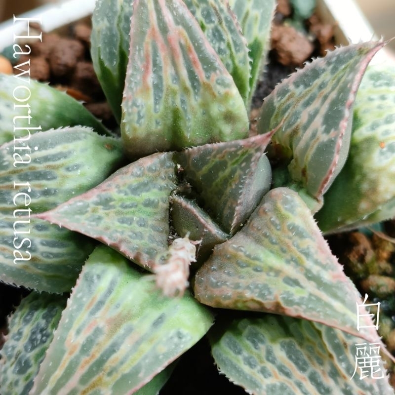 肉部屋 白麗 壽 百合 阿福花 多肉植物 haworthia retusa