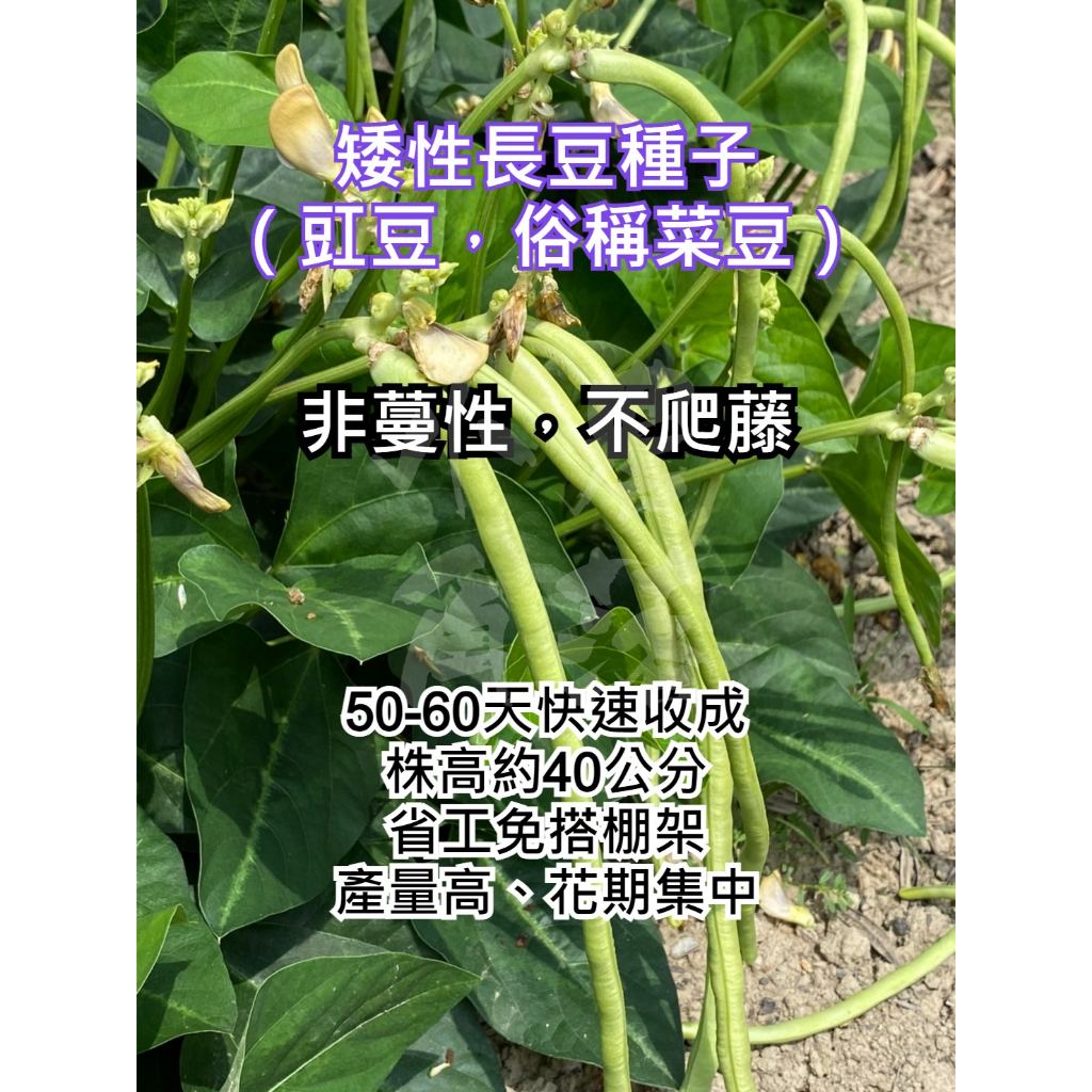 【現貨。不用再問】矮性無蔓豇豆種子 菜豆 長豆 種子 免搭棚 無蔓 矮性 豇豆種子 省力 高產 早生