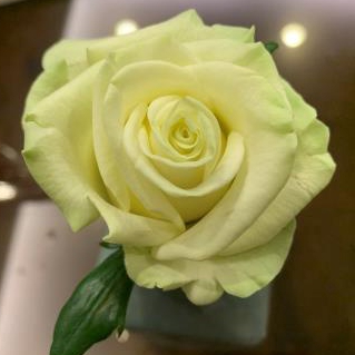 綠檸檬 玫瑰花 小苗  切花 日本製 4吋 青山控根盆 無刺