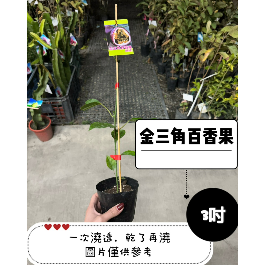 🪴【植入你心❦】金三角百香果-3吋盆-定價180特價150