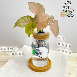 【理想小品】粉紅合果芋【現貨】水耕盆栽 玻璃圓柱瓶 無土種植 簡單種植 觀葉植物 室內植物 玻璃飾品 創意花盆 盆栽