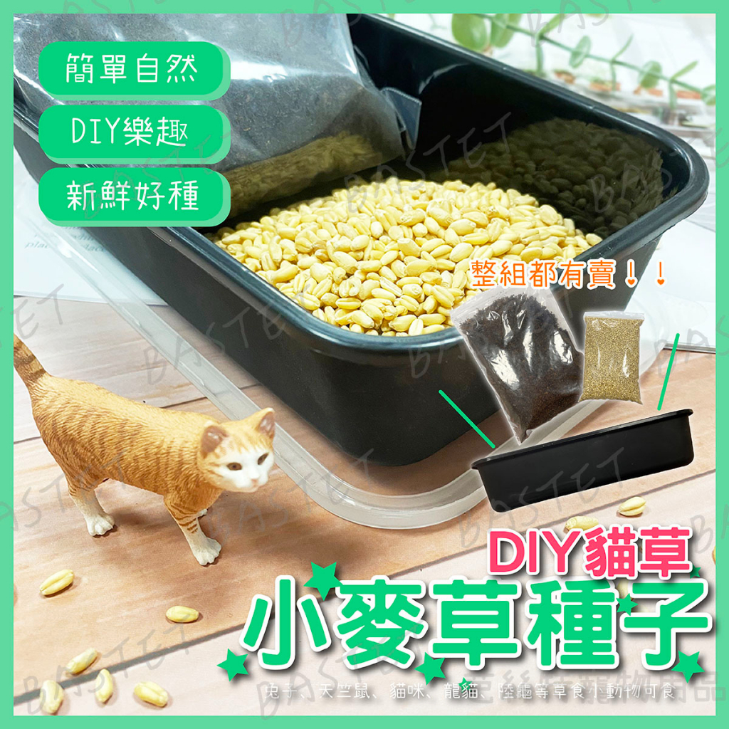 『1公斤賣場』DIY貓草 小麥草種子 培養土 種植盒 空盒 小麥 貓草 種子
