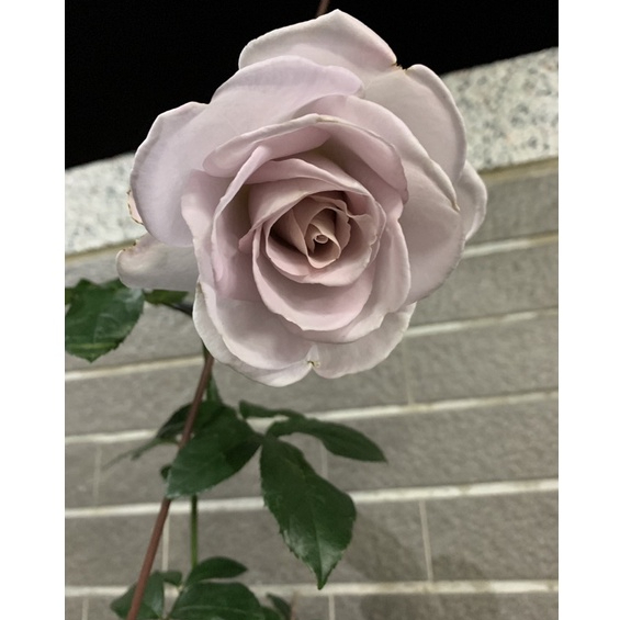 不鏽鋼 玫瑰花 無刺 強香 淡紫 藕色 大輪花  日本製 4吋 青山控根盆 小苗