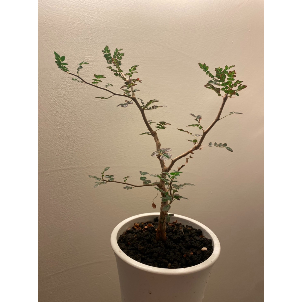 【最新到貨】羽葉沒藥種子/滔天橄欖/Commiphora monstruosa/橄欖科/塊根植物/沒藥中的熱門人氣王