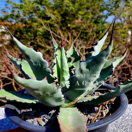 【綠色植緣】♕龍舌蘭 Agave gentryi x colorata 〝D系〞暴龍武藏嚴選-穩根三吋側芽販售