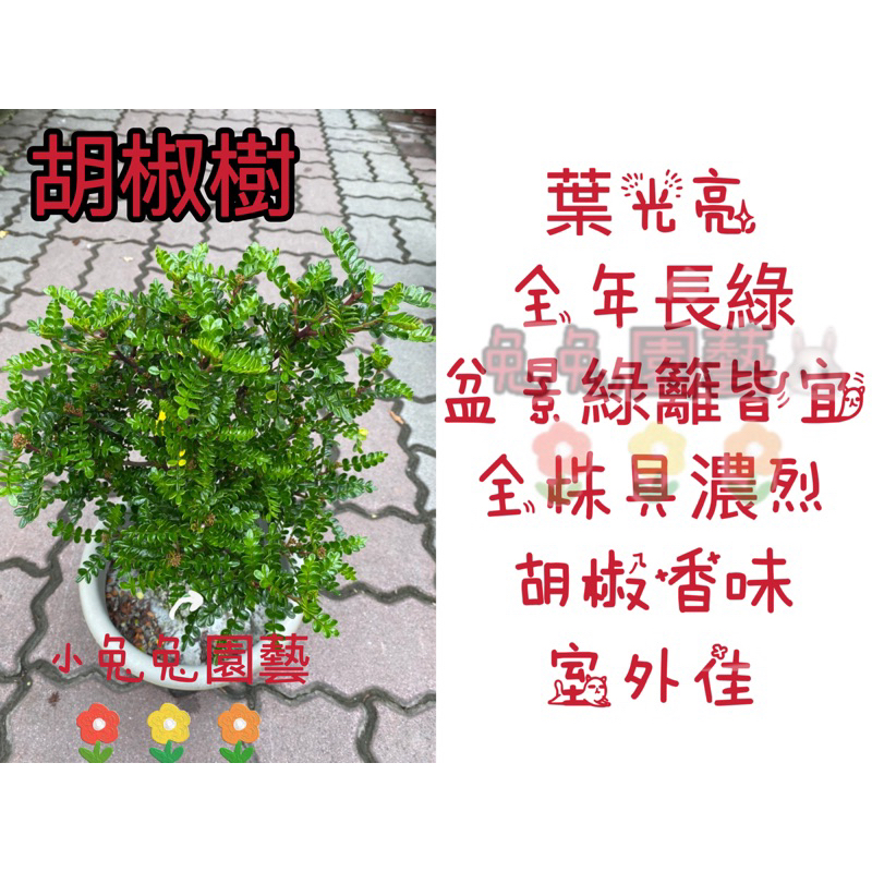 小兔兔園藝🐰/胡椒樹7寸/觀看植物/送禮植物