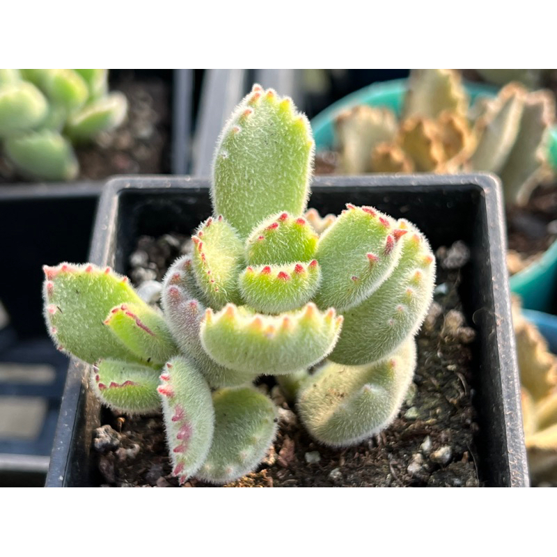 多肉好好買多肉植物可愛 熊童子 蝦皮購物