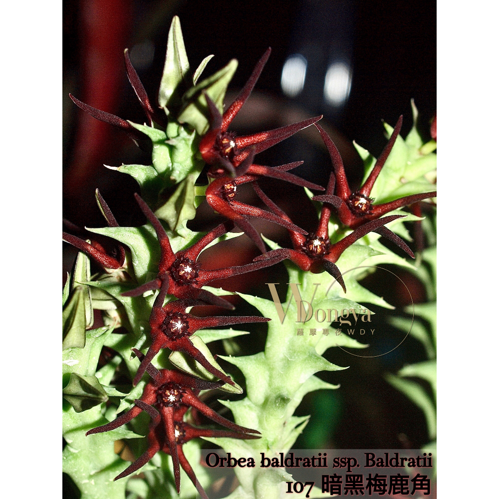 蘿藦專夜WDY- 107 Orbea baldratii ssp. baldratii 暗黑梅鹿角