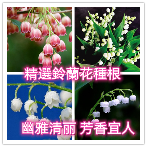 【鈴蘭花球根】 鈴蘭花球根鈴蘭球根盆栽四季開花濃香好養花卉 室內陽台盆栽 鈴蘭花球根 鈴蘭球根