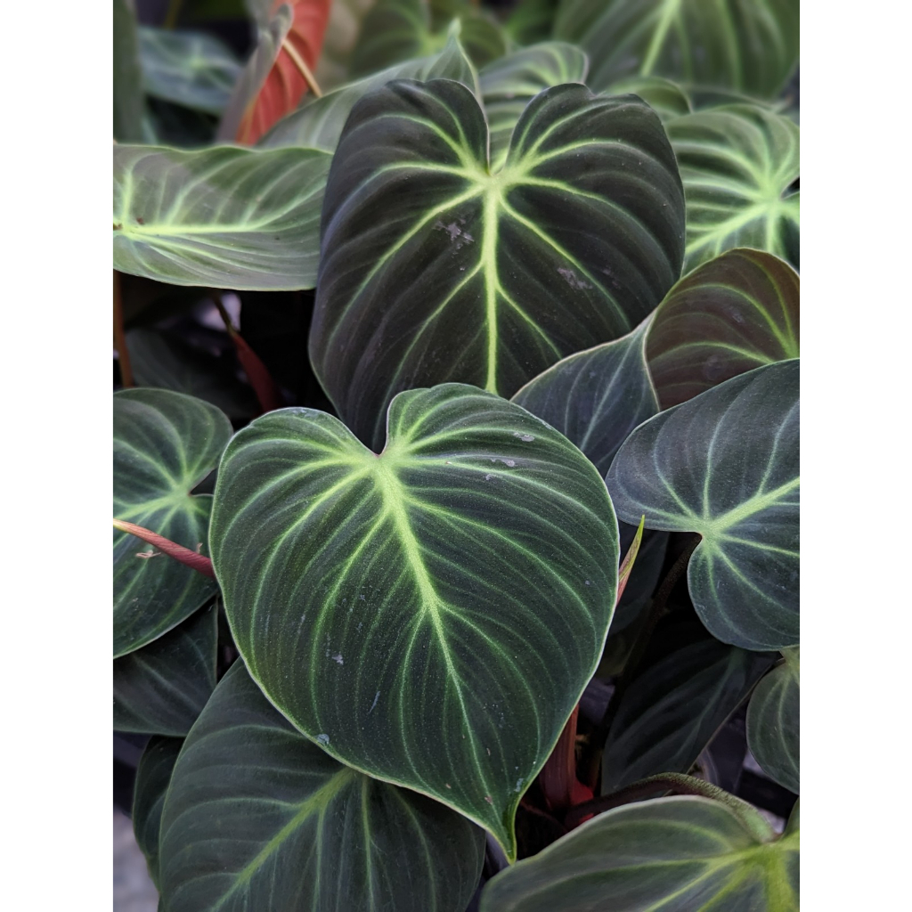 開心農元-觀葉植物- 巧克力紅蔓綠絨 Philodendron rubrijuvenile "El Choco Red”