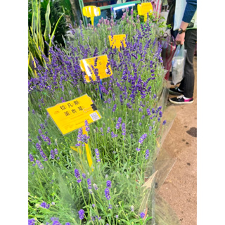 香氛花園浪漫濃郁英國薰衣草 法國薰衣草British lavender French lavender