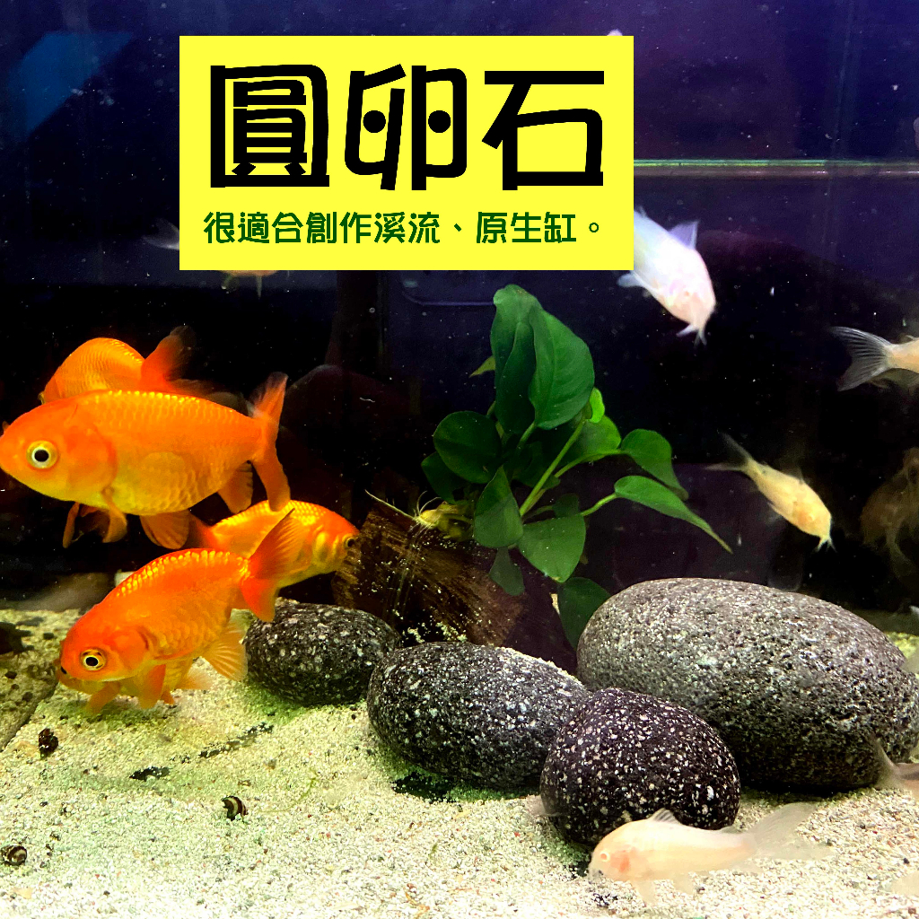 @墨耘@圓卵石 麥飯石 麥飯石圓石 水草 黑麥飯原石 淨水 造景 淨化水質 吸附重金屬 釋放礦物質 活化水質 魚缸濾材