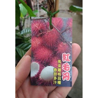 **小農之家**優質種苗「離核紅毛丹」嫁接苗 高60cm