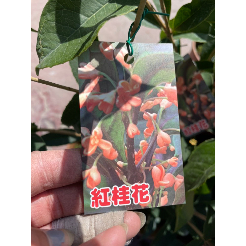 霏霏園藝四季紅桂花一顆特價200元5-6吋盆