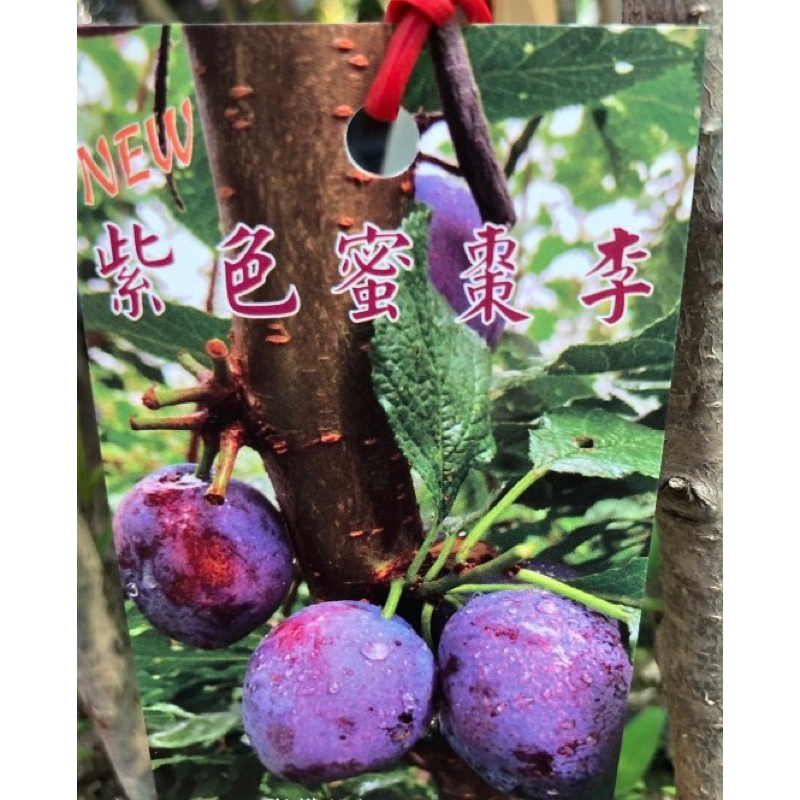 ★綠霖園藝★紫色蜜棗李 嫁接苗 高度30公分 分觀賞植物/水果樹苗/新興果樹/果苗/嫁接/植物/盆栽