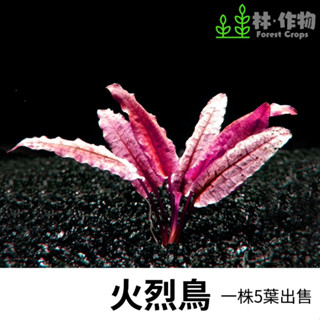 《林作物》水草【火烈鳥】水中葉 (大/小整株出售) 稀有水草 前景 中景 紅色水草一般級 辣椒榕 火烈鳥椒草