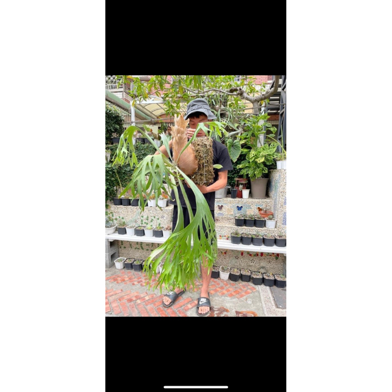 「小松植人」P.ssfoong (wanna)椰子樹鹿角蕨、現拆側芽