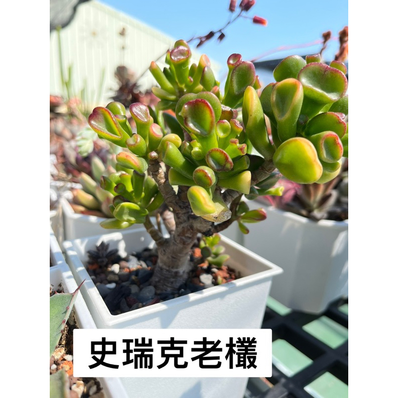 519uncle@【史瑞克老欉】多肉植物 519大叔的多肉園