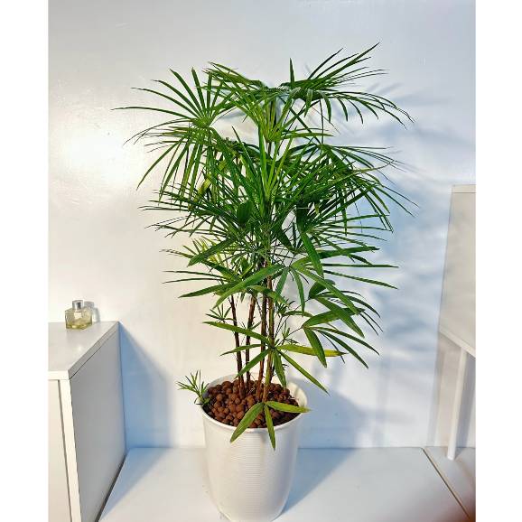 植物空間 日本細葉棕梠竹 室內植物 淨化空氣 空間美學 新居落成 開幕賀禮