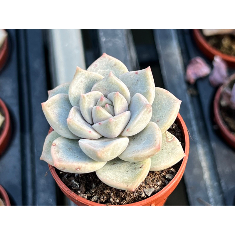 【多肉好好買】 一吋盆 白牡丹 多肉植物 現貨