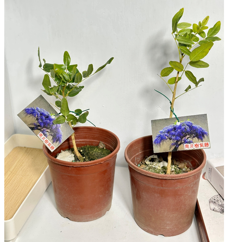 ｛英宏｝南非樹紫藤 4吋 開花植物
