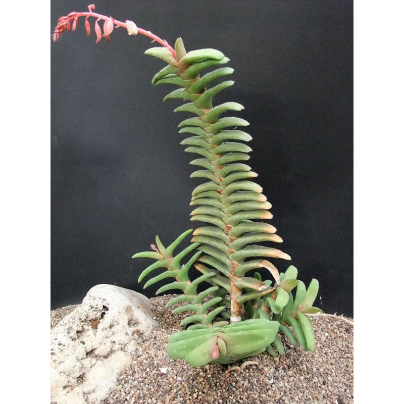 【高木の森】🅑🅞🅣🅐🅝🅘🅒-樹臥牛gasteria rawlinsonii /多肉植物 /蘆薈 臥牛 百合