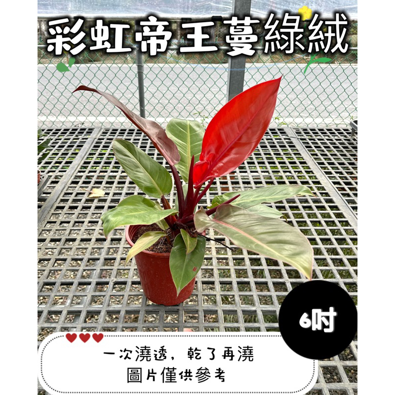 🪴【植入你心❦】彩虹帝王蔓綠絨-觀葉植物-6吋盆-定價300特價280