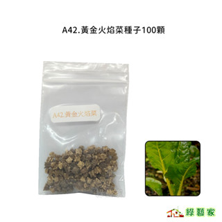 A42.黃金火焰菜種子100顆 (黃金菾菜、君達菜、甜菜，菾菜屬，葉炳金黃色)葉菜類種子【綠藝家】