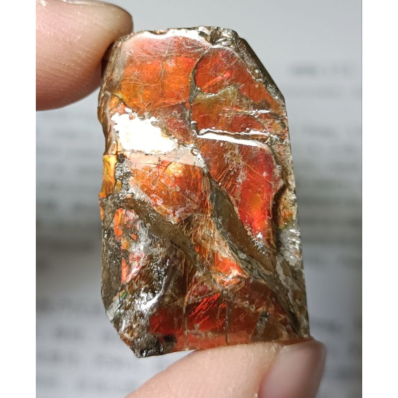 [程石] 加拿大  橘紅色的彩斑菊石化石/斑彩螺