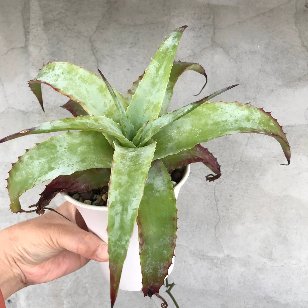 【沙漠鳳梨Hechtia glauca】觀葉鳳梨 4吋盆 帶一側芽(含盆寄送)