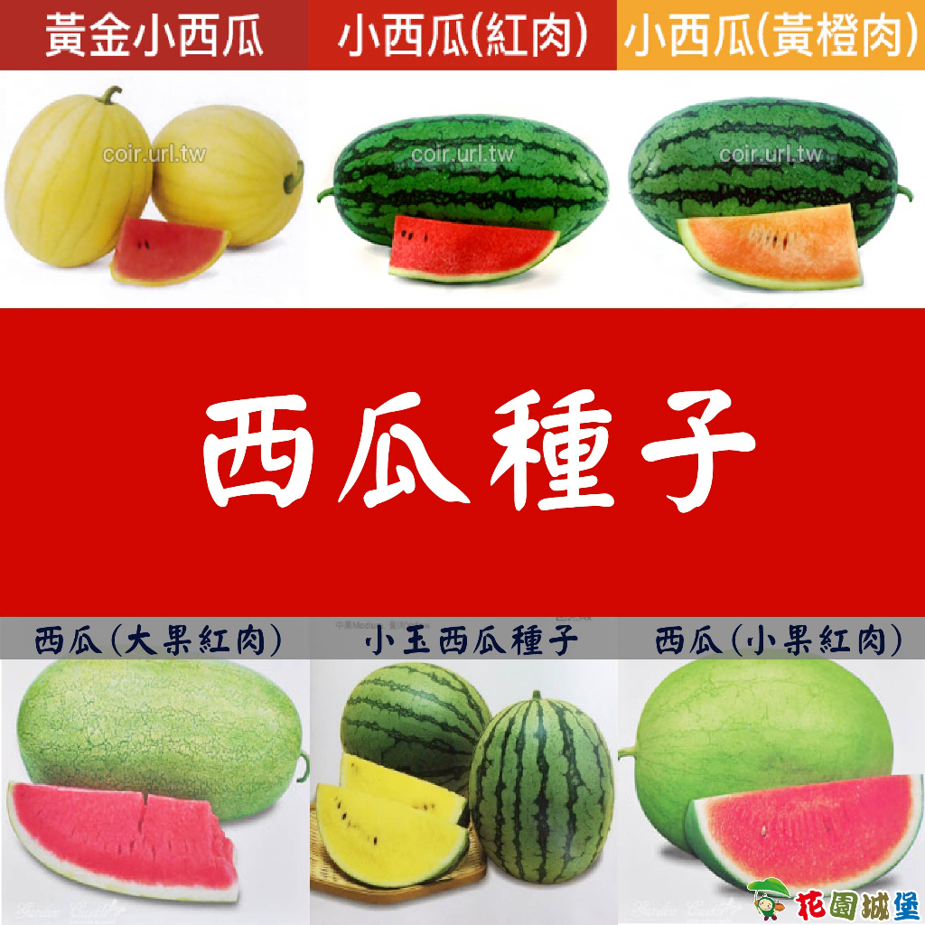 花園 西瓜種子 黃金小西瓜種子 小西瓜-紅肉種子 黃橙肉種子 西瓜大果紅肉 小玉西瓜種子 西瓜小果紅肉種子 【花園城堡】