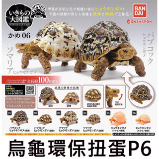 烏龜 環保扭蛋 P6 扭蛋 轉蛋 造型轉蛋 動物模型 BANDAI 萬代