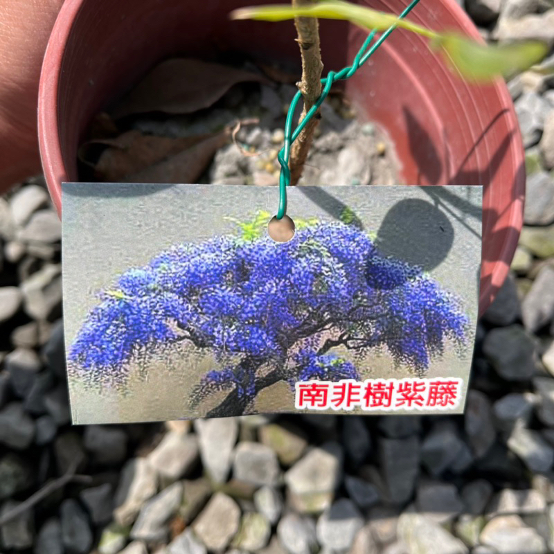 👉霖樺園👈《5吋盆-南非樹紫藤》園藝|室外植物|開花植物|居家綠化