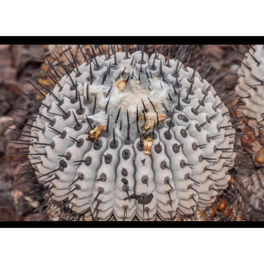 羅本製所 Copiapoa 黑王丸-達摩-丸型（陶製） 黑王丸(POG ver. 黑色