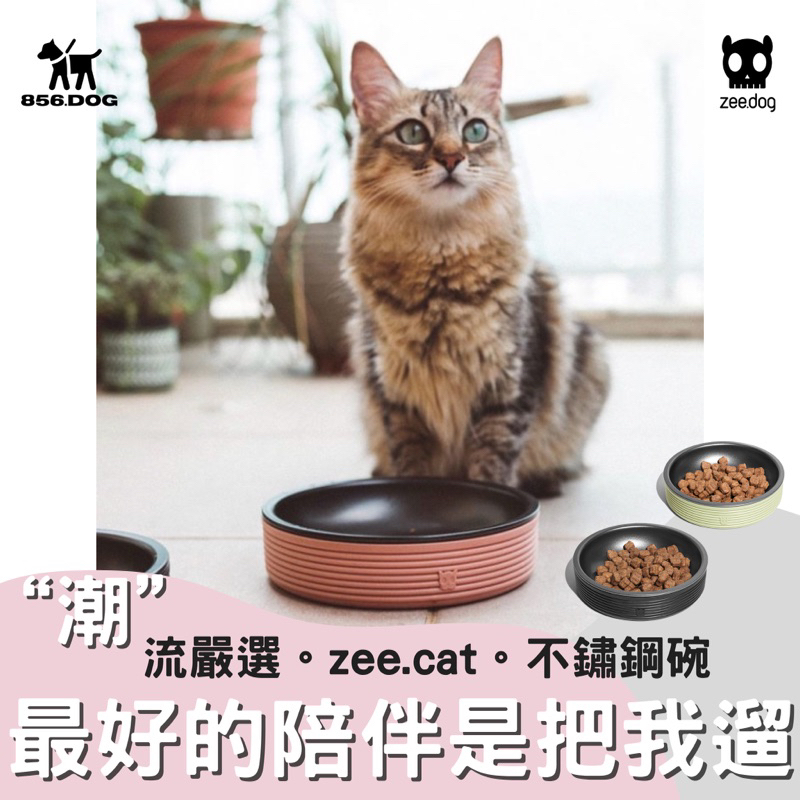 【856把我遛】 zeedog zeecat 不鏽鋼貓碗 貓碗架 貓咪碗 寵物碗