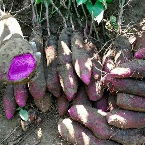 優質 紫玉 淮山 鐵棍山藥多款粉嫩山藥   種子  營養價值高 易種植