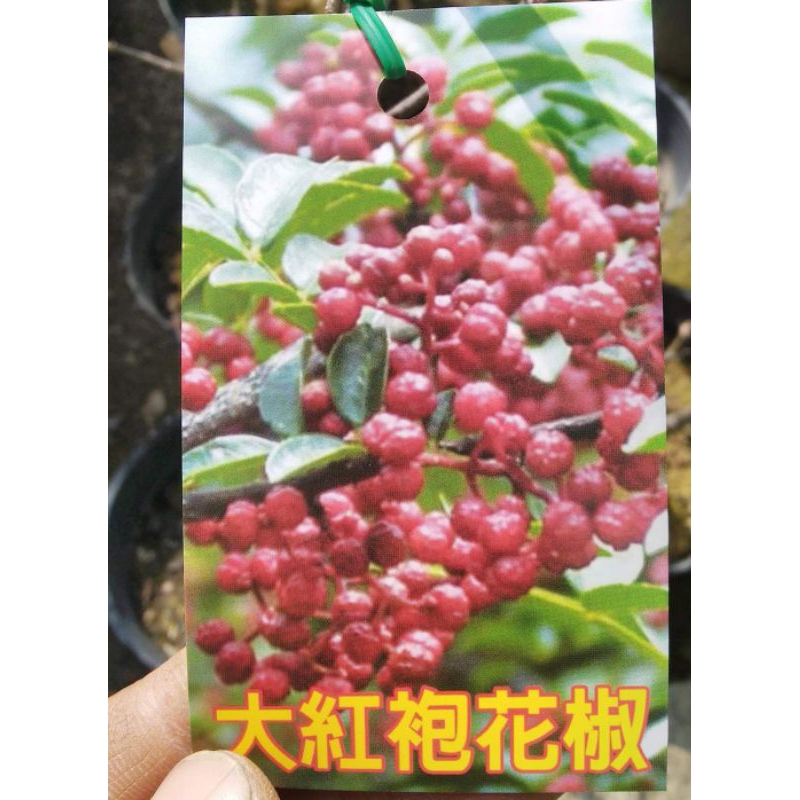 **小農之家**優質種苗「大紅袍花椒」高壓苗 高約70cm 數量少