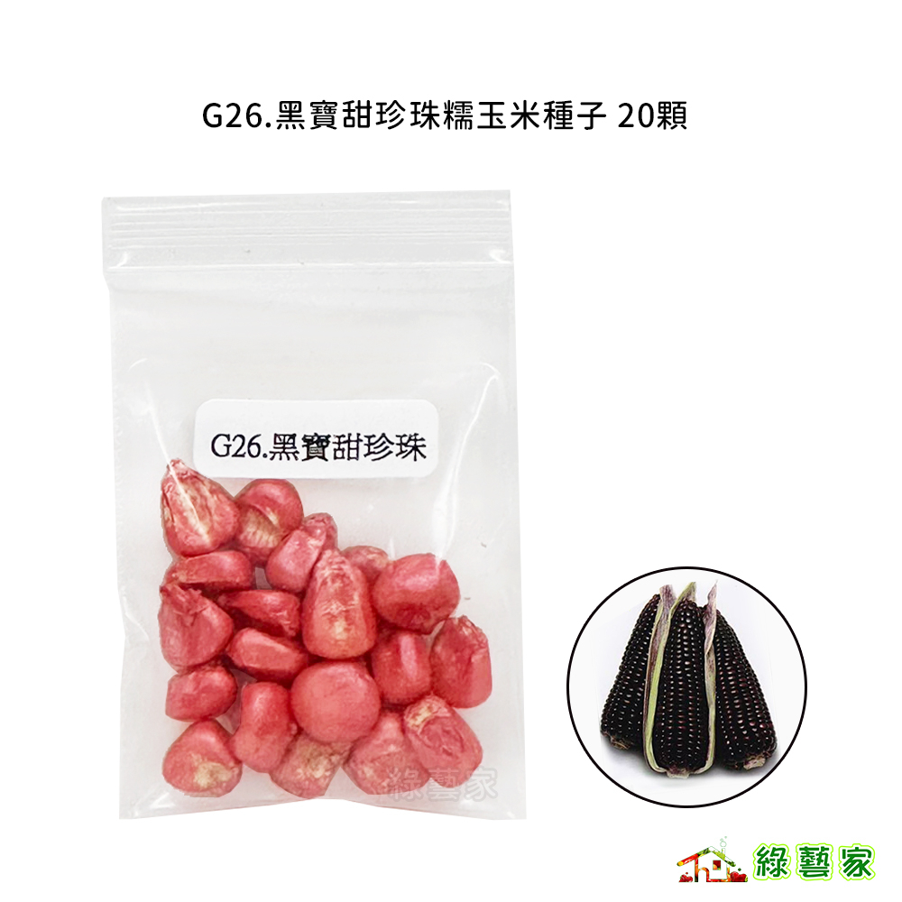 G26.黑寶甜珍珠糯玉米種子20顆(有藥劑處理)(黑粒紫黑富含抗氧化花青素，營養美味及健康 較甜玉米Q)【綠藝家】