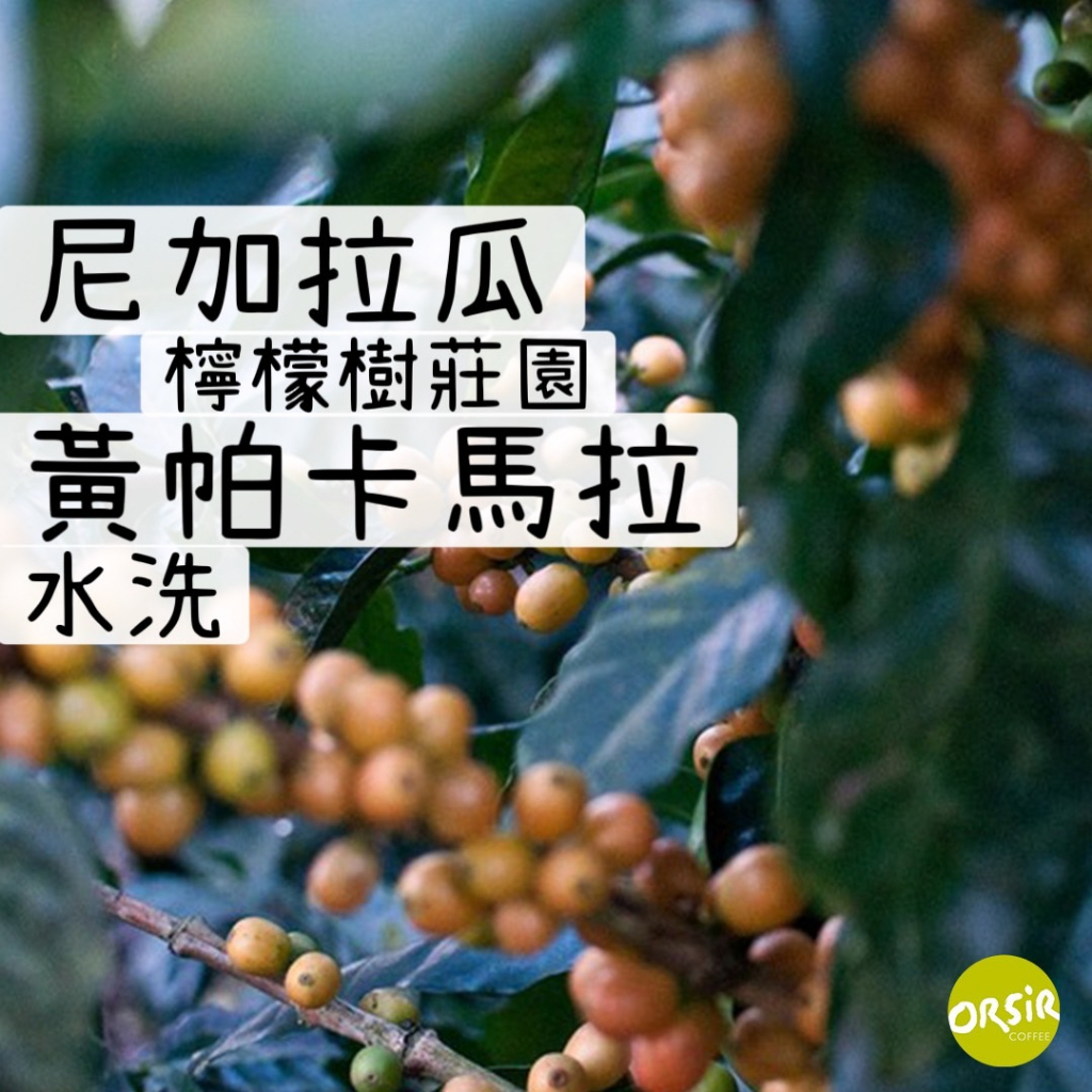 【咖啡豆】尼加拉瓜 檸檬樹莊園 黃帕卡馬拉 水洗處理  【ORSiR 歐舍咖啡】