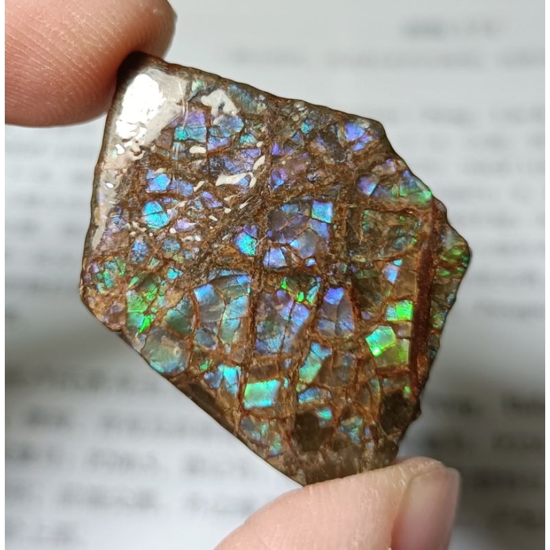 [程石] 加拿大  藍紫及綠色的彩斑菊石化石/斑彩螺