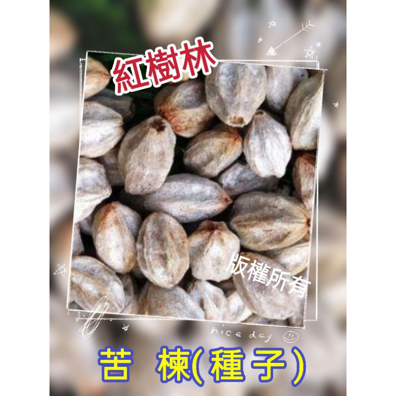 【紅樹林】苦楝(種子)已去皮,手作 串珠 收藏 吊飾用 教學 盆栽~每粒1元(買十送二)